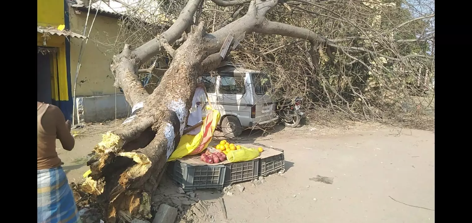 திருச்செங்கோடு அருகே கார், பழக்கடை மீது மரம் முறிந்து விழுந்தது-மூதாட்டி உயிர் தப்பினார் திருச்செங்கோடு அருகே கார், பழக்கடை மீது மரம் முறிந்து விழுந்தது-மூதாட்டி உயிர் தப்பினார்