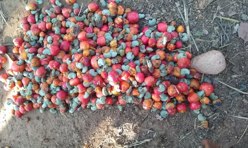 கடமலைக்குண்டு பகுதியில்கொட்டை முந்திரி விலை அதிகரிப்பு