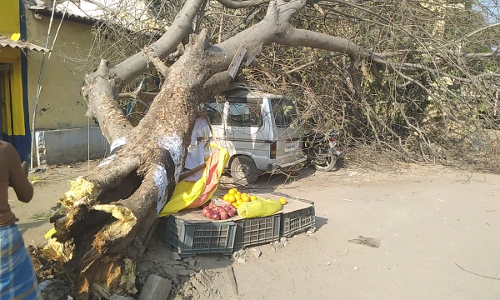 திருச்செங்கோடு அருகே கார், பழக்கடை மீது மரம் முறிந்து விழுந்தது-மூதாட்டி உயிர் தப்பினார்