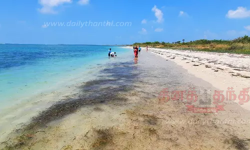 பாம்பன் குருசடை தீவில் கரை ஒதுங்கி கிடக்கும் பாசிகள்
