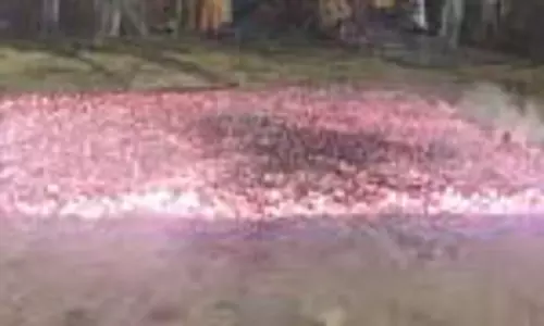 திரவுபதி அம்மன் கோவிலில் தீமிதி விழா