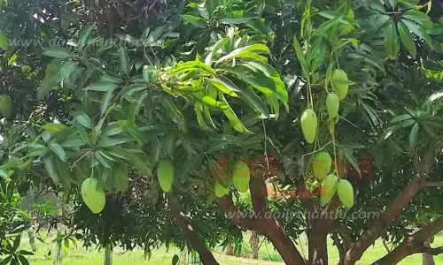 மாங்காய் விளைச்சல் பாதிப்பு மாங்காய் விளைச்சல் பாதிப்பு