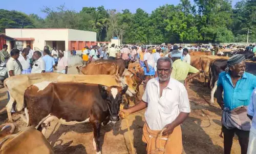 ரம்ஜான் பண்டிகையையொட்டி பொள்ளாச்சி சந்தைக்கு மாடுகள் வரத்து அதிகரிப்பு
