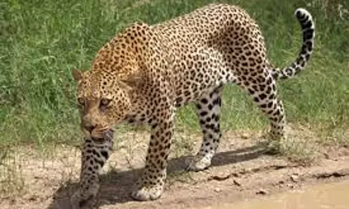 வால்பாறையில் கன்றுக்குட்டியை சிறுத்தை கடித்து கொன்றது