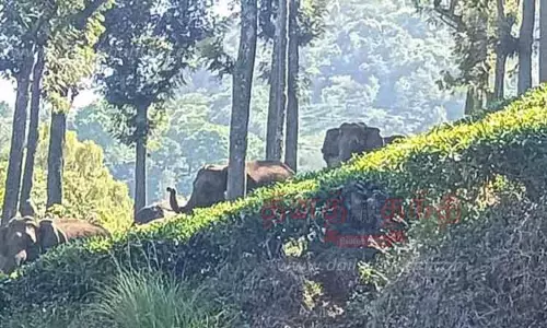 காட்டு யானைகள் நடமாட்டம் அதிகரிப்பு காட்டு யானைகள் நடமாட்டம் அதிகரிப்பு