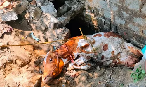 கழிவுநீர் கால்வாயில் விழுந்த பசுமாடு மீட்பு