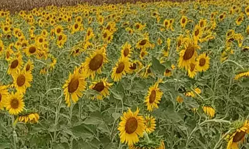 சூரியகாந்தி குவிண்டால் ரூ.4,200-க்கு விற்பனை