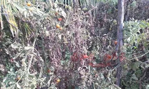 செடிகளிலேயே காய்ந்து உதிரும் தக்காளிகள் செடிகளிலேயே காய்ந்து உதிரும் தக்காளிகள்