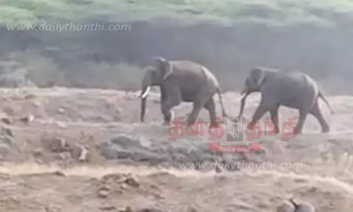 ஊருக்குள் புகுந்த யானைகள்