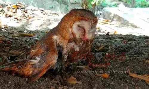 காயங்களுடன் உயிருக்கு போராடிய வெளிநாட்டு ஆந்தை மீட்பு