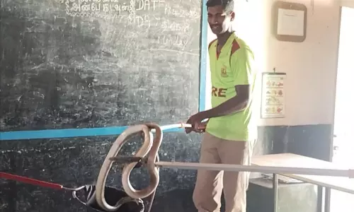 அரசு பள்ளிக்குள் புகுந்த8 அடி நீள பாம்பு பிடிபட்டது அரசு பள்ளிக்குள் புகுந்த8 அடி நீள பாம்பு பிடிபட்டது
