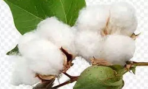 உள்ளூர் சந்தையில் பஞ்சு விலை உயர வாய்ப்பு