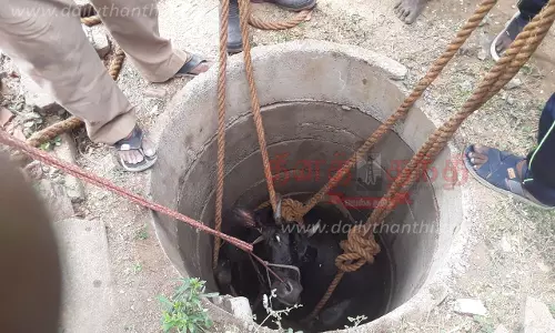 கழிவறை தொட்டியில் விழுந்த மாடு மீட்பு