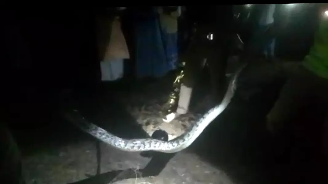 கூவாட்டுப்பட்டியில் மலைப்பாம்பு பிடிபட்டது