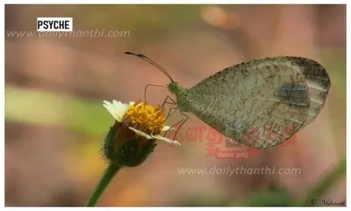 பட்டாம்பூச்சிகளின் புகலிடமாக திகழும் வெள்ளலூர் குளம்