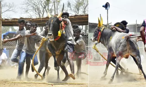 விறுவிறுப்பாக நடந்த வடமாடு மஞ்சுவிரட்டு விறுவிறுப்பாக நடந்த வடமாடு மஞ்சுவிரட்டு