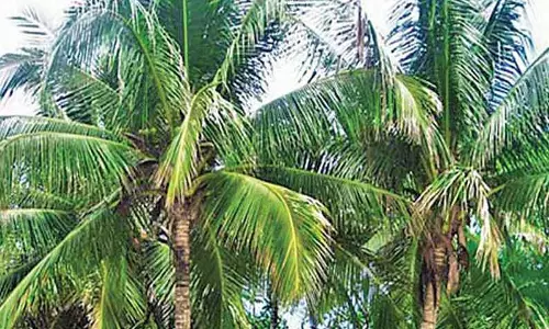 தென்னையில் வெள்ளை ஈ தாக்குதலை கட்டுப்படுத்துவது எப்படி?