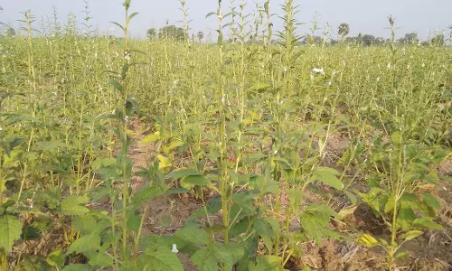 வறட்சியை தாங்கி வளரும் எள் பயிர் சாகுபடி தீவிரம்