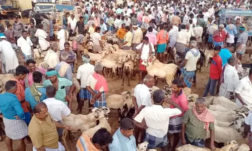 புதுக்கோட்டை சந்தையில் ரூ.2 கோடிக்கு ஆடுகள் விற்பனை