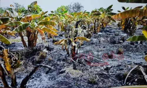 வாழை தோட்டத்திற்கு தீ வைப்பு