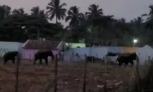 ஊருக்குள் புகுந்த காட்டுயானைகள்