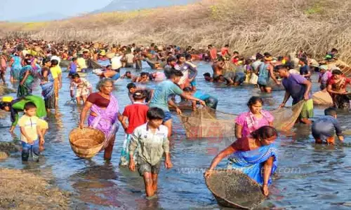 ஒரே நேரத்தில் 3 கண்மாய்களில் மீன்பிடி திருவிழா ஒரே நேரத்தில் 3 கண்மாய்களில் மீன்பிடி திருவிழா