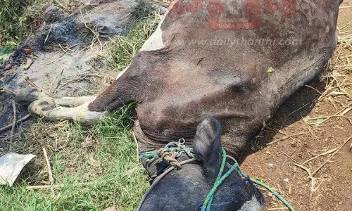 மாரண்டஅள்ளி அருகேசரக்கு ஆட்டோ மோதி பசு செத்ததுடிரைவர் படுகாயம் மாரண்டஅள்ளி அருகேசரக்கு ஆட்டோ மோதி பசு செத்ததுடிரைவர் படுகாயம்
