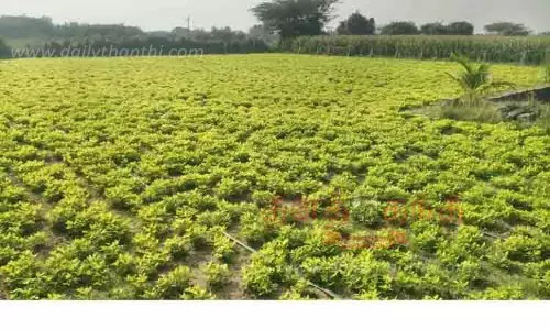 பச்சை பசேலென்று காட்சியளிக்கும் நிலக்கடலை செடிகள்