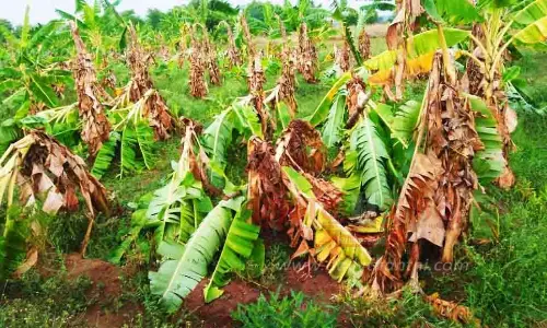 சூறைக்காற்றால் மரங்கள்-மின்கம்பங்கள் சாய்ந்தன சூறைக்காற்றால் மரங்கள்-மின்கம்பங்கள் சாய்ந்தன