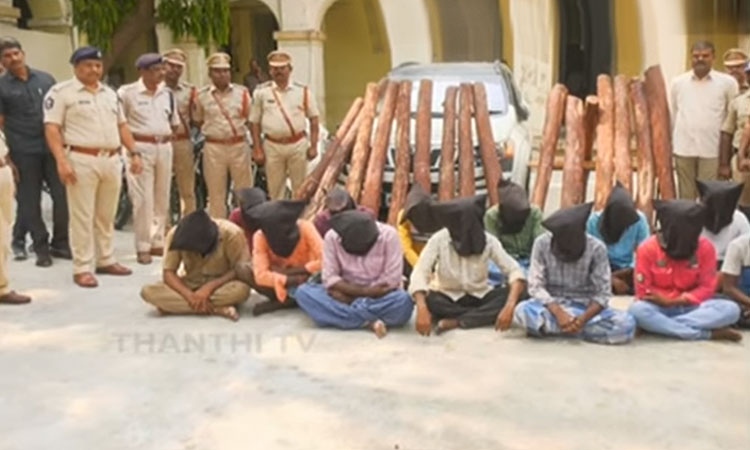 செம்மரக் கடத்தல்: தமிழகத்தைச் சேர்ந்த 10 பேர் உட்பட 13 பேர் கைது