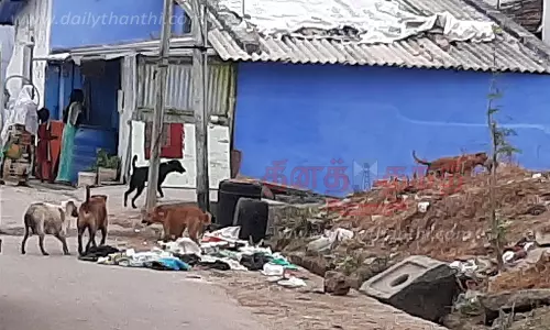 நாமக்கல்லில் தெருநாய்கள் தொல்லையா? இல்லையா?
