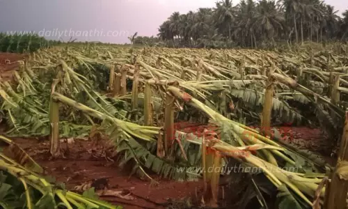 சூறாவளி காற்றுக்கு 50 ஆயிரம் வாழைகள் நாசம்