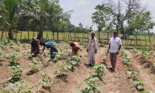 பருத்தி சாகுபடி பணிகள் தீவிரம்