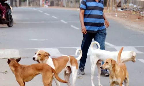 திண்டுக்கல்லில் தெருநாய்கள் தொல்லையா? இல்லையா?; நடைபயிற்சி செய்வோர் கருத்து