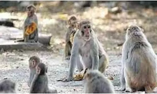 ஆற்காட்டில் குரங்குகள் தொல்லை