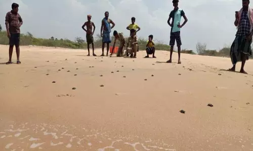 கடலில் விடப்பட்ட ஆமை குஞ்சுகள் கடலில் விடப்பட்ட ஆமை குஞ்சுகள்