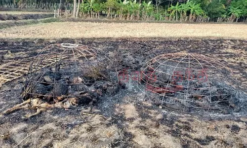 சுசீந்திரம் அருகே கூண்டுகளில் அடைக்கப்பட்ட 60 ஆட்டு குட்டிகள் தீயில் கருகி சாவு சுசீந்திரம் அருகே கூண்டுகளில் அடைக்கப்பட்ட 60 ஆட்டு குட்டிகள் தீயில் கருகி சாவு