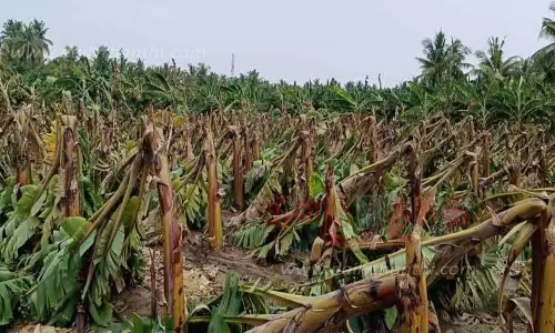 சென்னிமலை, புஞ்சைபுளியம்பட்டி, பெருந்துறை பகுதிகளில் சூறாவளிக்காற்றுடன் பலத்த மழை; 15 ஆயிரம் வாழைகள் முறிந்து நாசம்