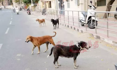 ஈரோட்டில் தெருநாய்கள் தொல்லையா? இல்லையா?; நடைபயிற்சி செய்வோர் கருத்து