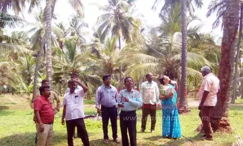 தென்னந்தோப்புகளில் வேளாண் அதிகாரிகள் ஆய்வு