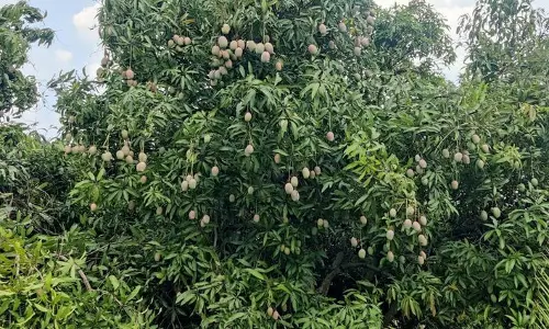 கூடலூர் அருகேதோட்டங்களில் காய்த்து தொங்கும் மாங்காய்கள்