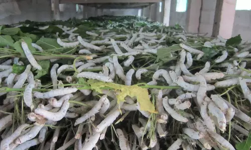 உப்புக்கோட்டை பகுதியில்வெள்ளை ரக பட்டுக்கூடுகளுக்கு கடும் கிராக்கி:விலை குறைந்ததால் விவசாயிகள் கவலை