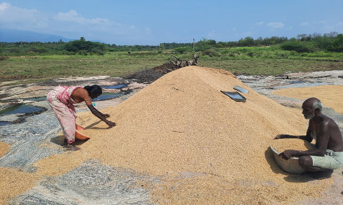 சாணார்பட்டி பகுதியில் நெல் அறுவடை பணி தீவிரம்