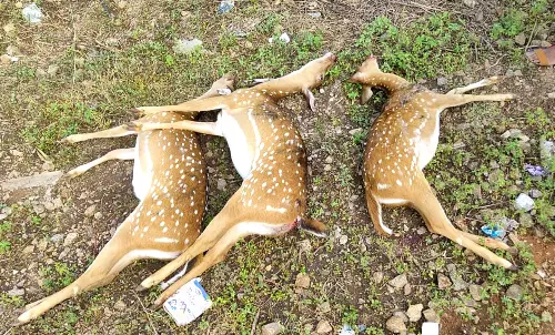 ரெயிலில் அடிபட்டு 3 புள்ளிமான்கள் பலி