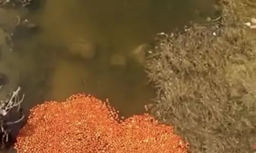 வேப்பனப்பள்ளி அருகே விலை வீழ்ச்சியால் 3 டன் தக்காளியை ஆற்றில் கொட்டி சென்ற விவசாயி