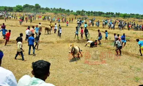 மஞ்சுவிரட்டில் சீறி பாய்ந்த காளைகள்