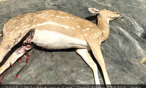 நாய்கள் கடித்து குதறியதில் புள்ளிமான் சாவு நாய்கள் கடித்து குதறியதில் புள்ளிமான் சாவு