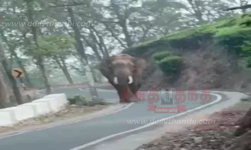 வாகனங்களை வழிமறித்த காட்டு யானை