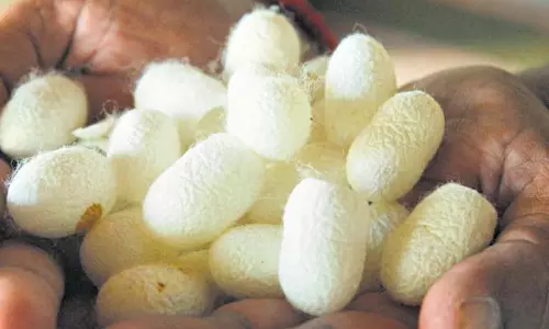 தர்மபுரி ஏல அங்காடியில் பட்டுக்கூடுகள் விலை குறைந்தது தர்மபுரி ஏல அங்காடியில் பட்டுக்கூடுகள் விலை குறைந்தது