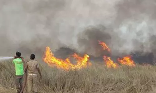 ஏரி விழலுக்கு தீ வைப்பு